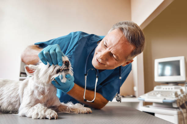 Best 24-Hour Emergency Dental Care in Midway North, TX